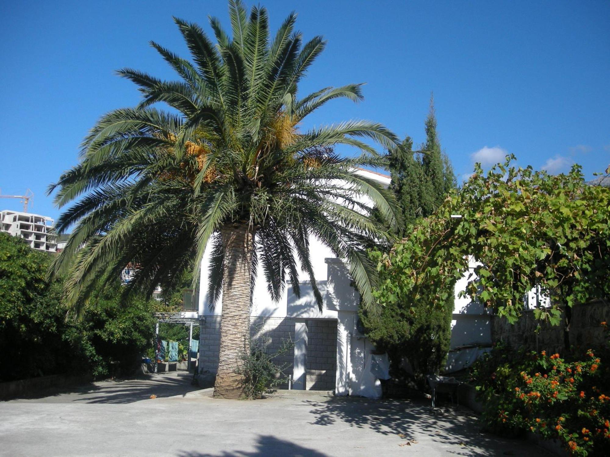 Apartments Becic Budva Bagian luar foto